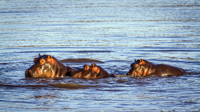 Hippopotamus in Kruger National park