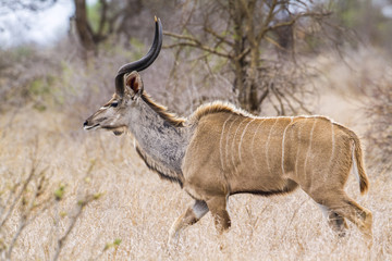 Greater kudu in Kruger National park