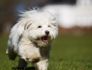 Coton de Tulear dog running outdoors in nature