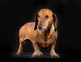 Shorthaired dachshund