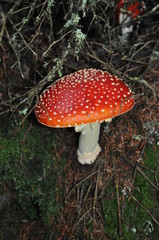 Fliegenpilz auf Waldboden