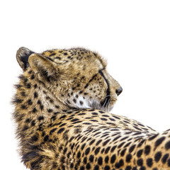 Cheetah portrait isolated in white background