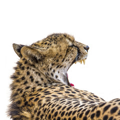Cheetah portrait isolated in white background