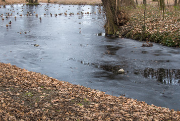 Small frozen river with ducks