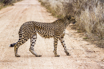 Cheetah in Kruger National park