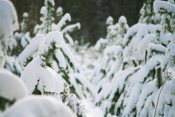 Молодая сосна. Семилетняя посадка сосны © Aleksei