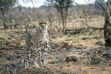 Cheetah in Kruger National park