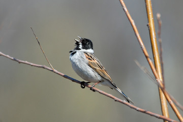 Obraz premium Singing Reed Bunting