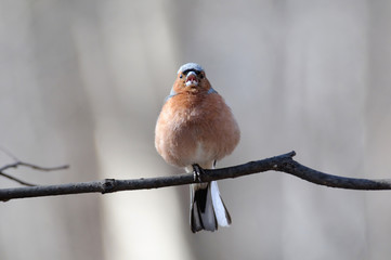 Front view of singing chaffinch