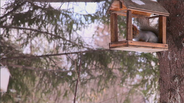 A gray squirrel eats a seeds