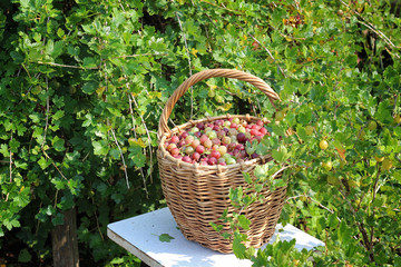 Fototapeta na wymiar Basket with a gooseberry against a bush.