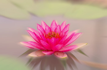 Beautiful lotus pattern for background blurred color gradation..