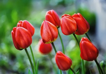 .rode tulpen op een lentebloembed