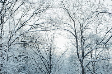 Fototapeta na wymiar Зимний смешанный лес в снегу