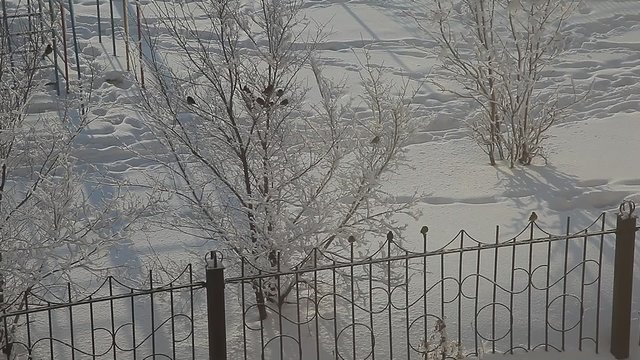 birds sitting on a tree in winter