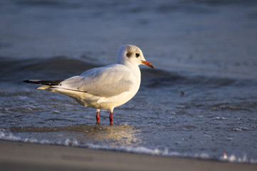 sea ​​gulls