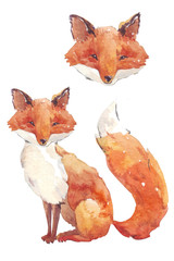 fox watercolor stylization - 100323431