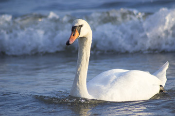 Swans on the sea