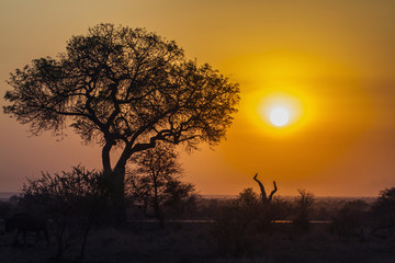 Sunrise landscape in Kruger National park, South Africa