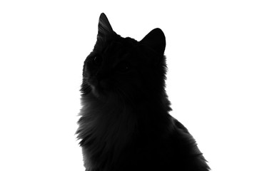 silhouette of fluffy cat on a white background