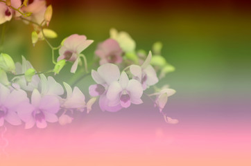Fototapeta na wymiar Beautiful floral patterns Vintage background blur for Gradient..