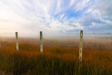Fototapeta premium nebbia, erba, colori