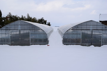 雪の中の農業用ビニールハウス／山形県の庄内地方で、雪の中の農業用ビニールハウスを撮影した写真です。約30cmの降雪風景ですが、ビニールハウスから滑り落ちた雪が積もってる為、ビニールハウスの側面には約1mの積雪がありました。