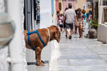 Greece, Santorini, Sad dog