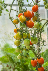 Помидоры сорта Черри