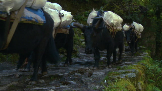 Cows and people passing on a rocky trail in Nepal.