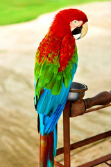Birds, Animals. Closeup Portrait Of Bright Colorful Green-winged Red Scarlet Macaw Parrot Sitting On Branch. Travel To Thailand, Asia. Tourism. 