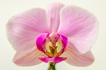 Purple orchid. Detail of flower on white background