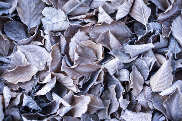 Frosty beech leaves closeup