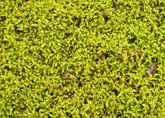 Light green moss closeup
