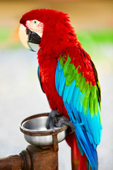 Birds, Animals. African Grey Parrot, Jako. Travel, Tourism. Thai