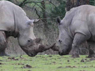 Foto op Plexiglas Rhinoceros Fighting © janevans35
