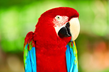 Birds, Animals. Closeup Portrait Of Bright Colorful Green-winged Red Scarlet Macaw Parrot Sitting...