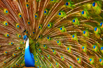 Obraz premium Birds, Animals. Closeup Portrait Of Bright Colorful Male Peacock With Expanded Feathers. Travel To Thailand, Asia. Tourism. 