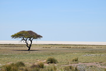 Einzelner Baum in ebener afrikanischer Landschaft, im Hintergrund die Etosha Pfanne