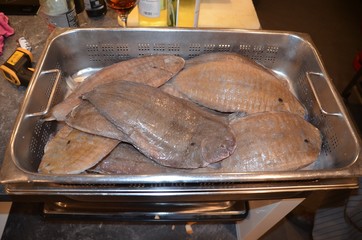 frische ganze Seezungen