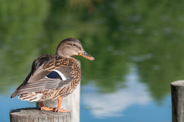 Mallard duck on the lake background