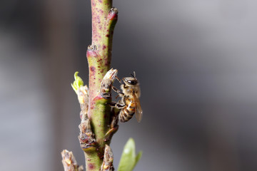 The bee collect nectar on the peach blossom