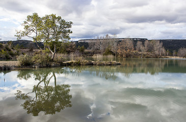 Reflet d'un arbre au milieu d'un étang