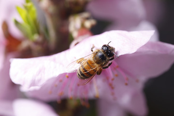 The bee collect nectar on the peach blossom