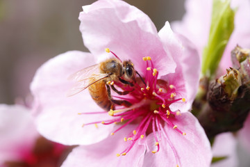 The bee collect nectar on the peach blossom