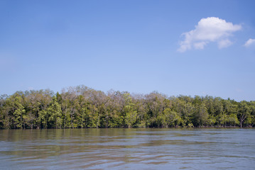 Mangrove, sea, sky, Phang Nga, Thailand.