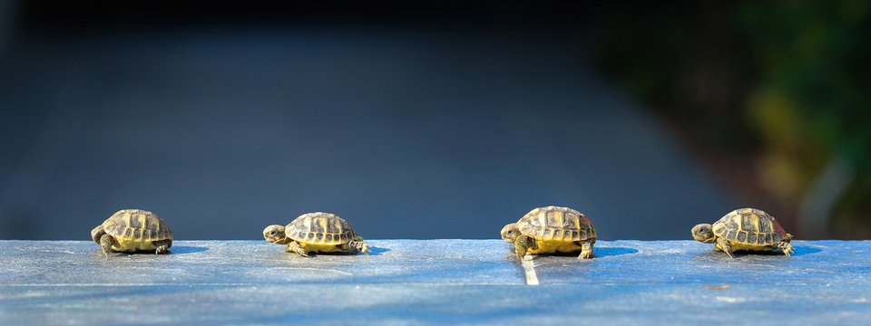 quatre jeune tortues en file indienne