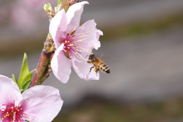 The bee collect nectar on the peach blossom