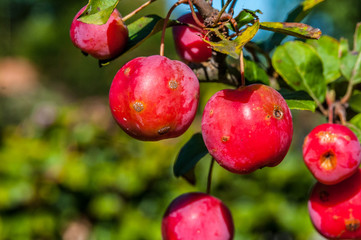 Obraz premium im Garten - Zieraepfel