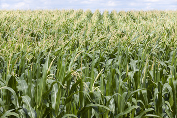 corn field ,  immature  
